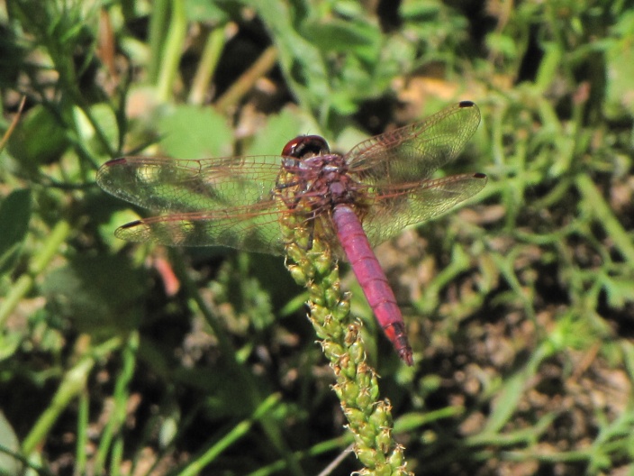 Colori sympetrum sanguineum - Trithemis annulata (maschio)